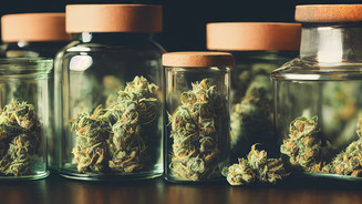 Medizinalcannabis: Vernichtung noch nicht geklärt